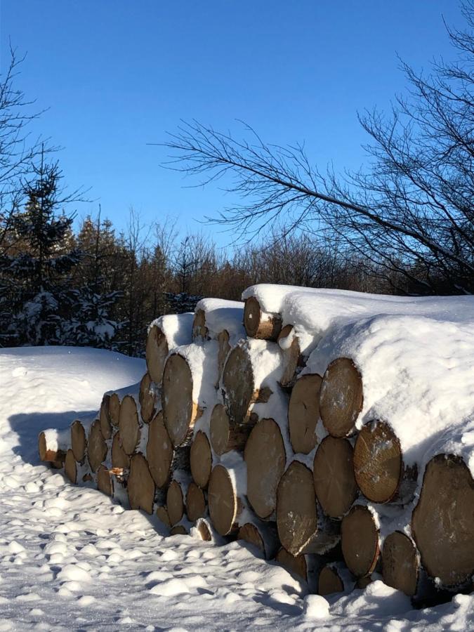 Bocksbergglueck In Hahnenklee, Endreinigung, Bezogene Betten, Handtuecher Inklusive Goslar Kültér fotó